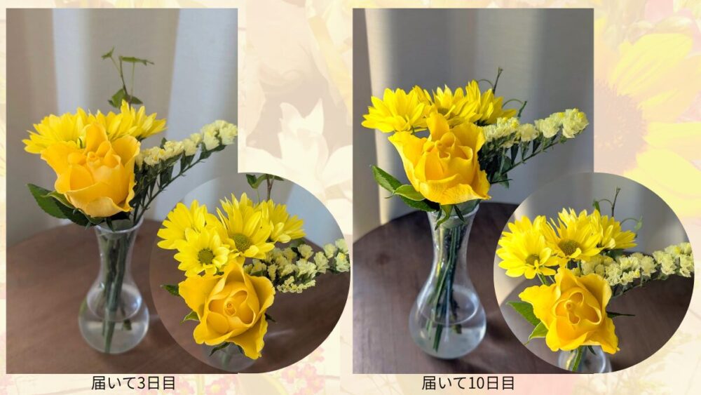 ブルーミーのお花レビュー2026031310日後比較