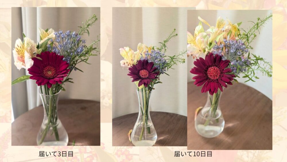 ブルーミーのお花レビュー202604-10日目比較