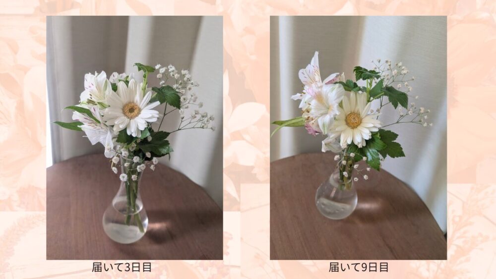 ブルーミーのお花レビュー20260521_9日後