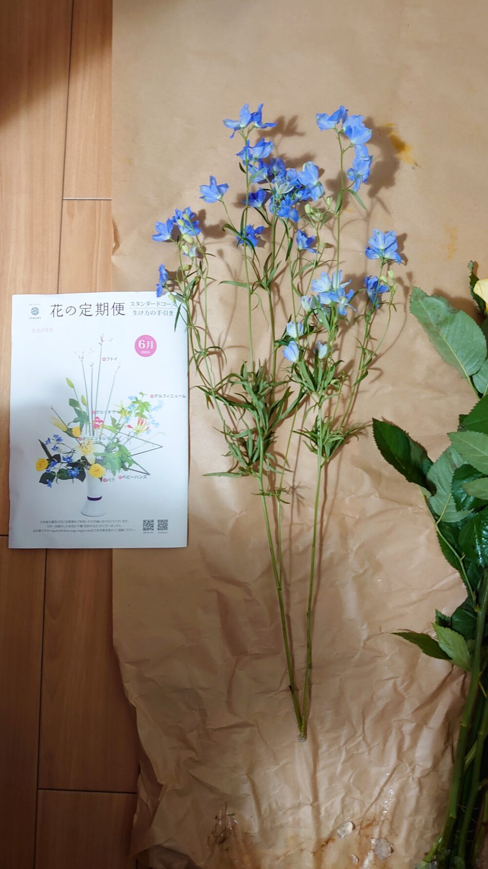 日本総合園芸「花の定期便」スタンダードコース届いたお花”デルフィニューム”