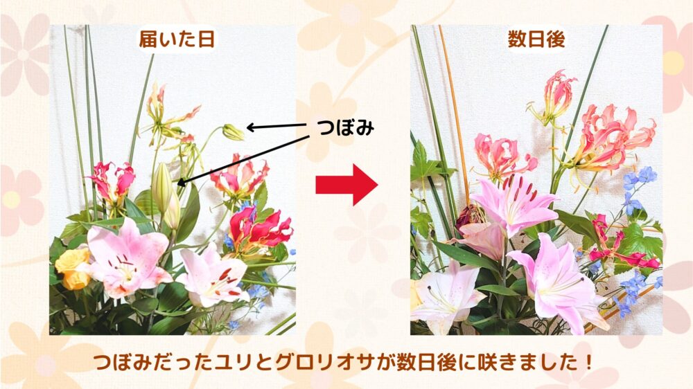 日本総合園芸「花の定期便」ユリが咲いた