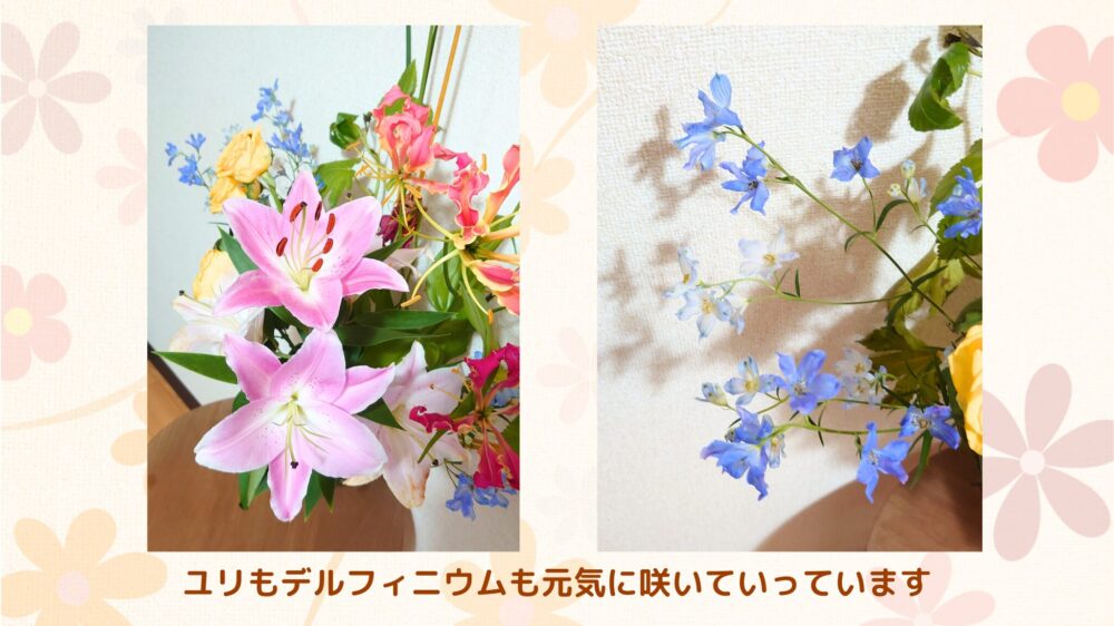 日本総合園芸「花の定期便」ユリ、デルフィニウムが咲いていく