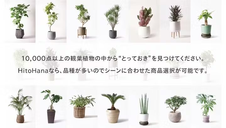 hitohana観葉植物